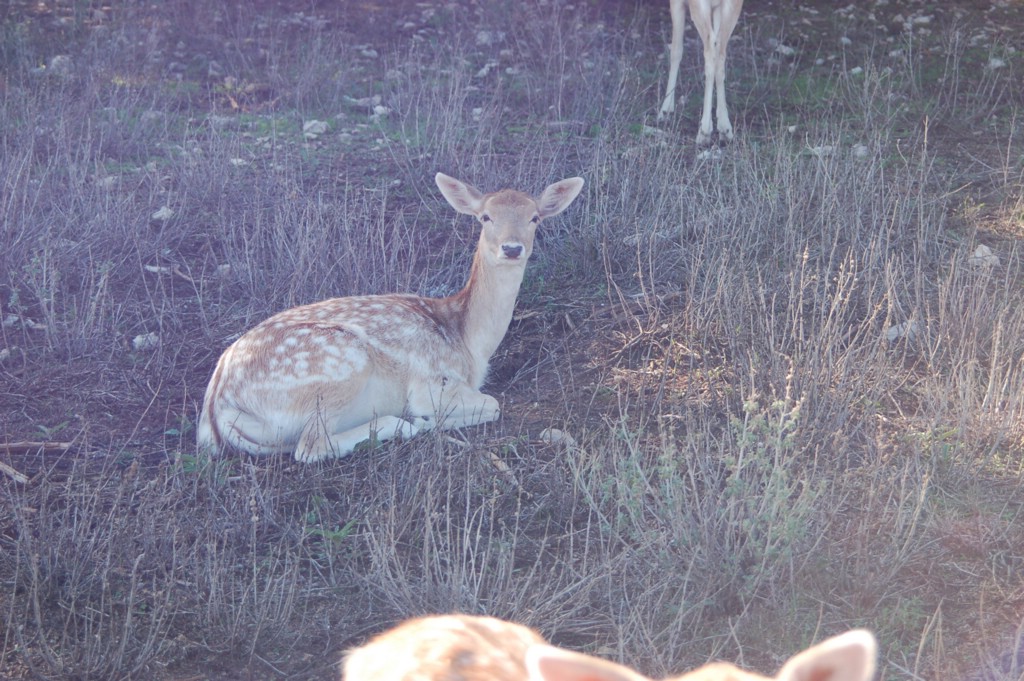 DSC_0088.JPG