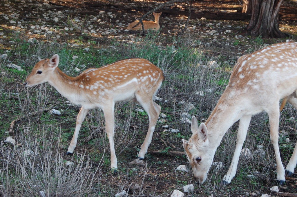 DSC_0089.JPG