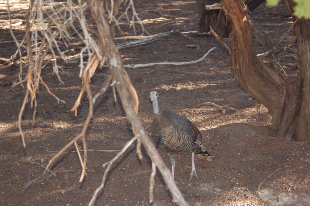 DSC_0090.JPG