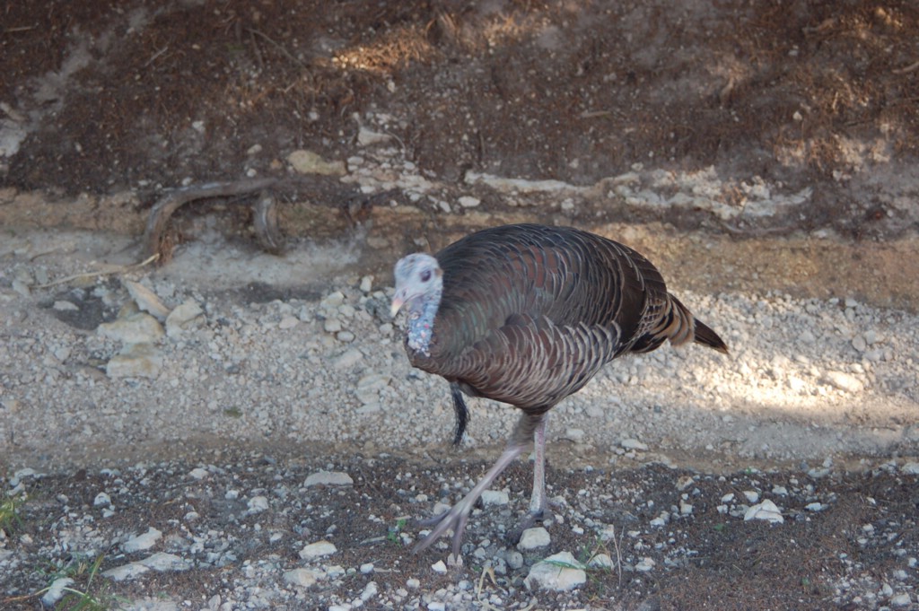 DSC_0091.JPG