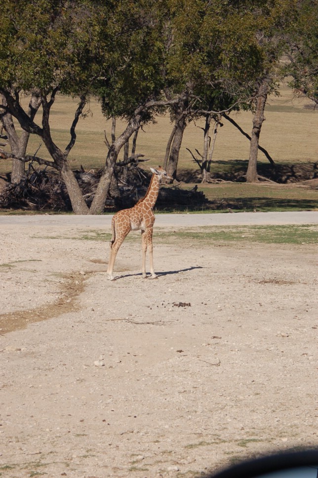 DSC_0117.JPG