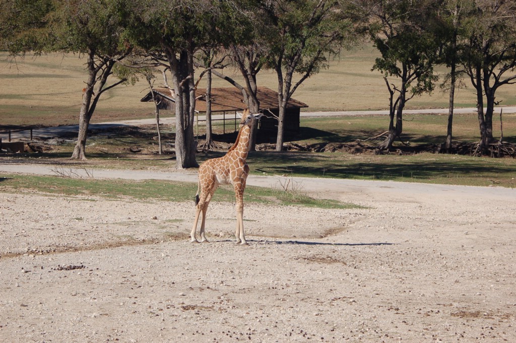 DSC_0128.JPG
