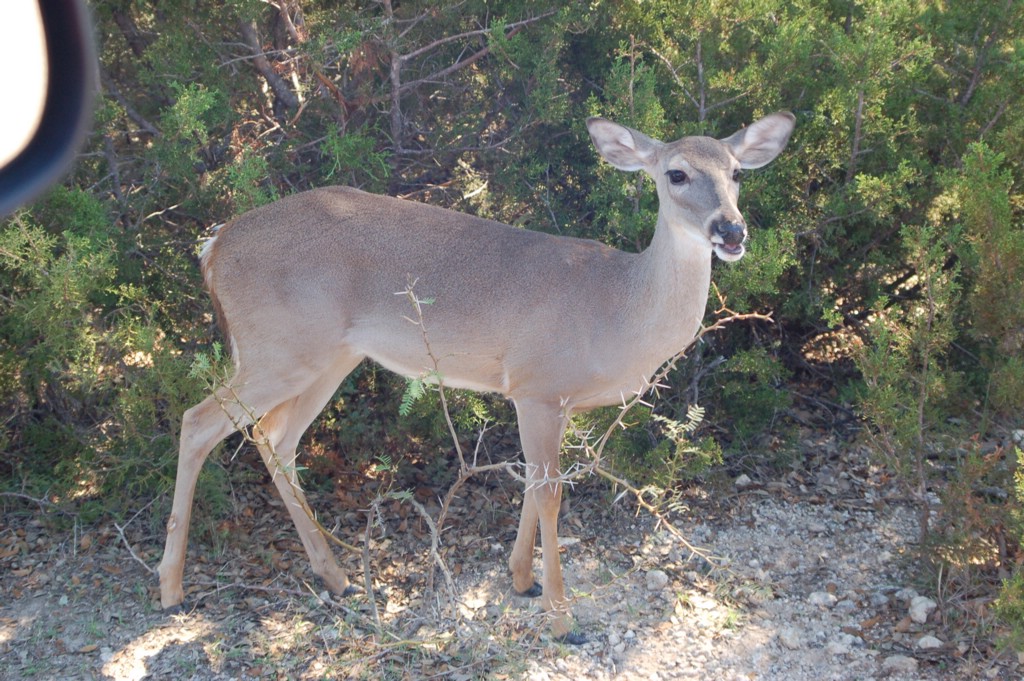 DSC_0135.JPG