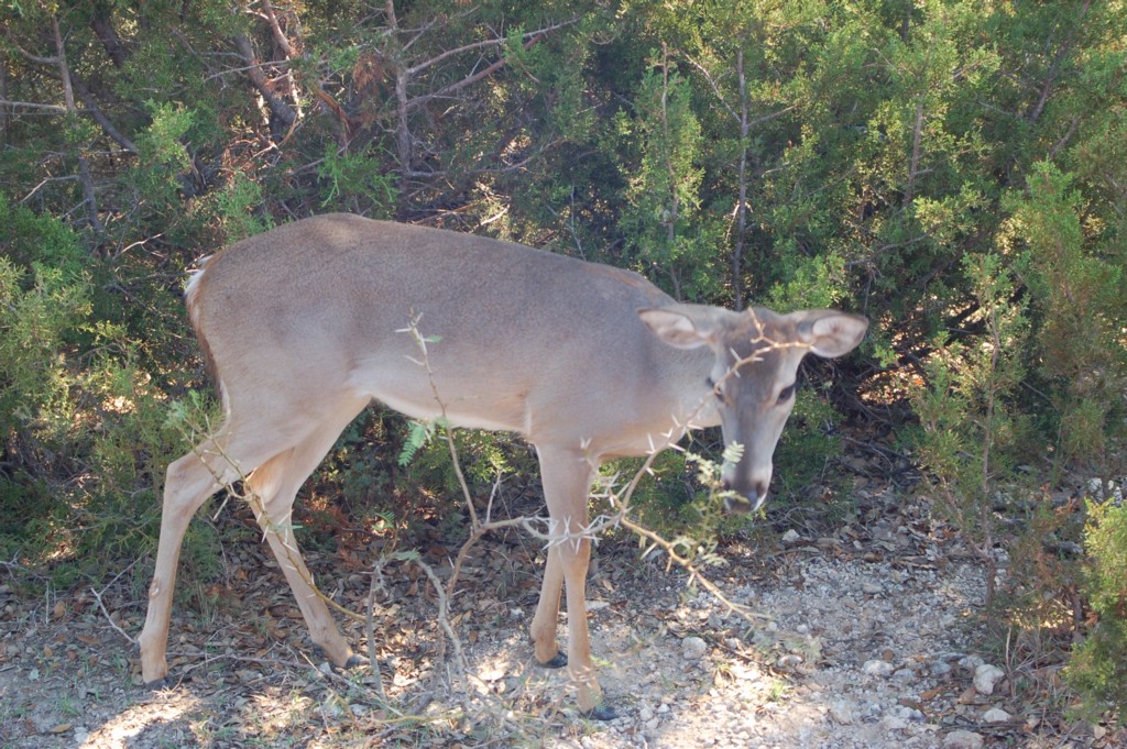 DSC_0136.JPG