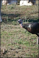 DSC_0063.JPG
