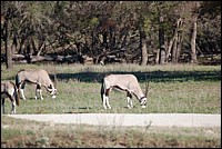 DSC_0066.JPG
