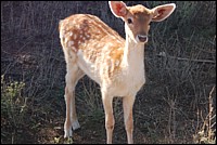 DSC_0086.JPG