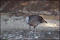 DSC_0091.JPG