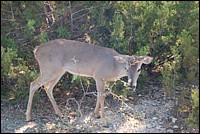 DSC_0136.JPG
