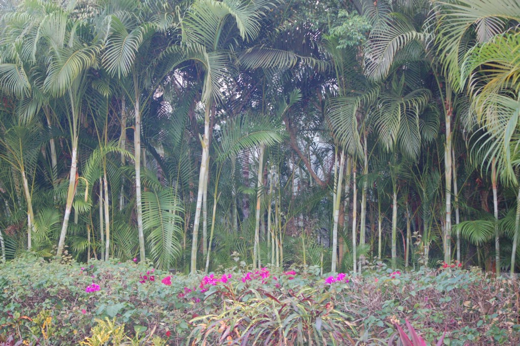 DSC_0061.JPG