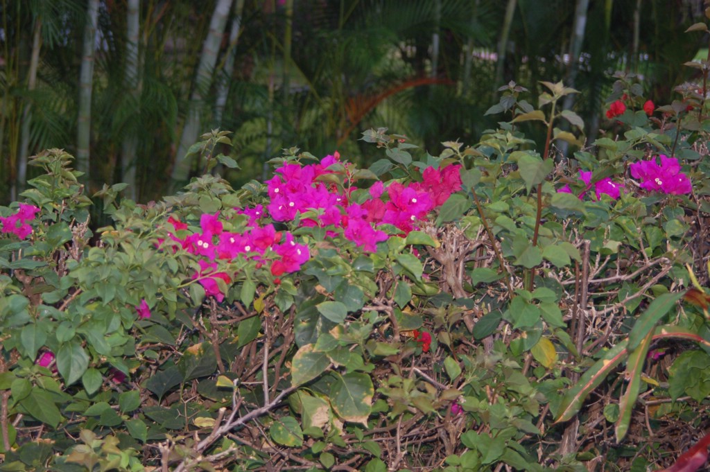 DSC_0067.JPG