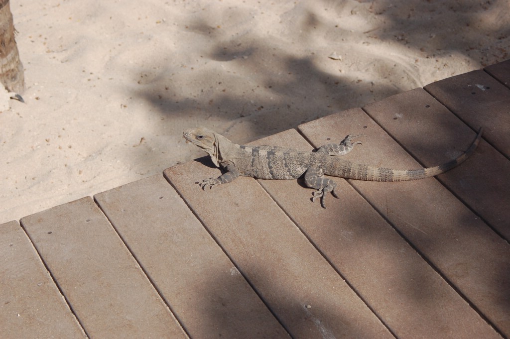DSC_0106.JPG