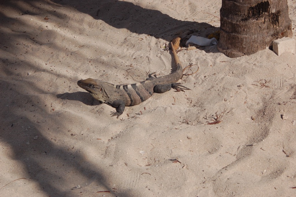DSC_0107.JPG