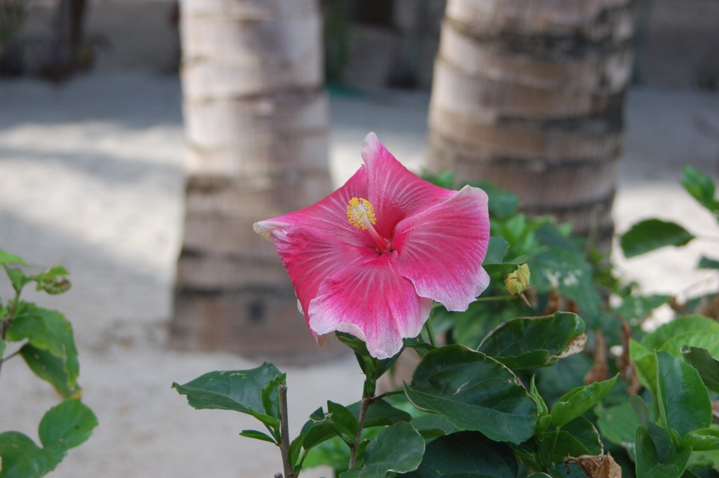 DSC_0114.JPG