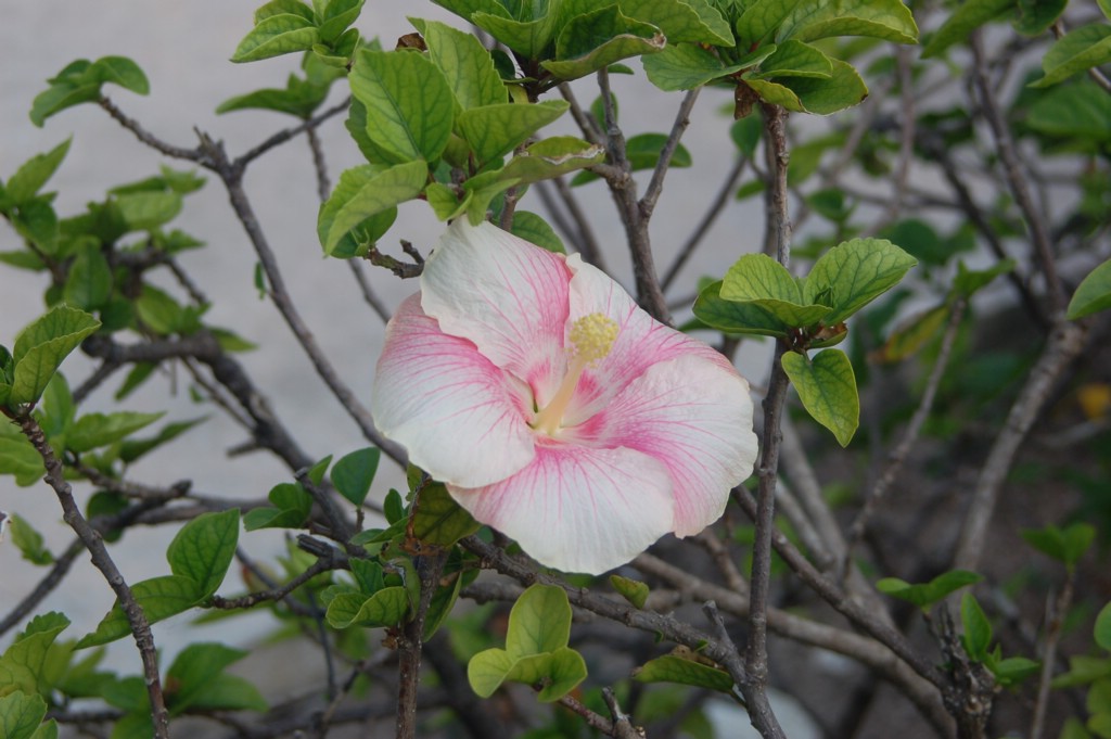 DSC_0116.JPG