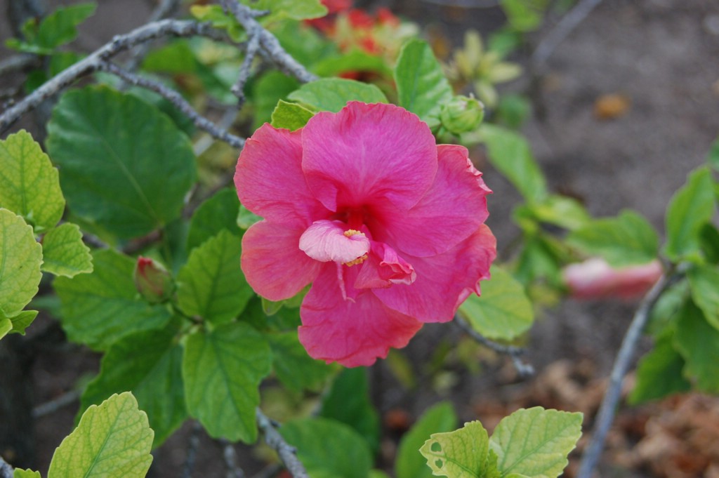 DSC_0117.JPG
