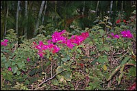 DSC_0067.JPG