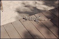 DSC_0106.JPG