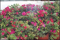 DSC_0111.JPG