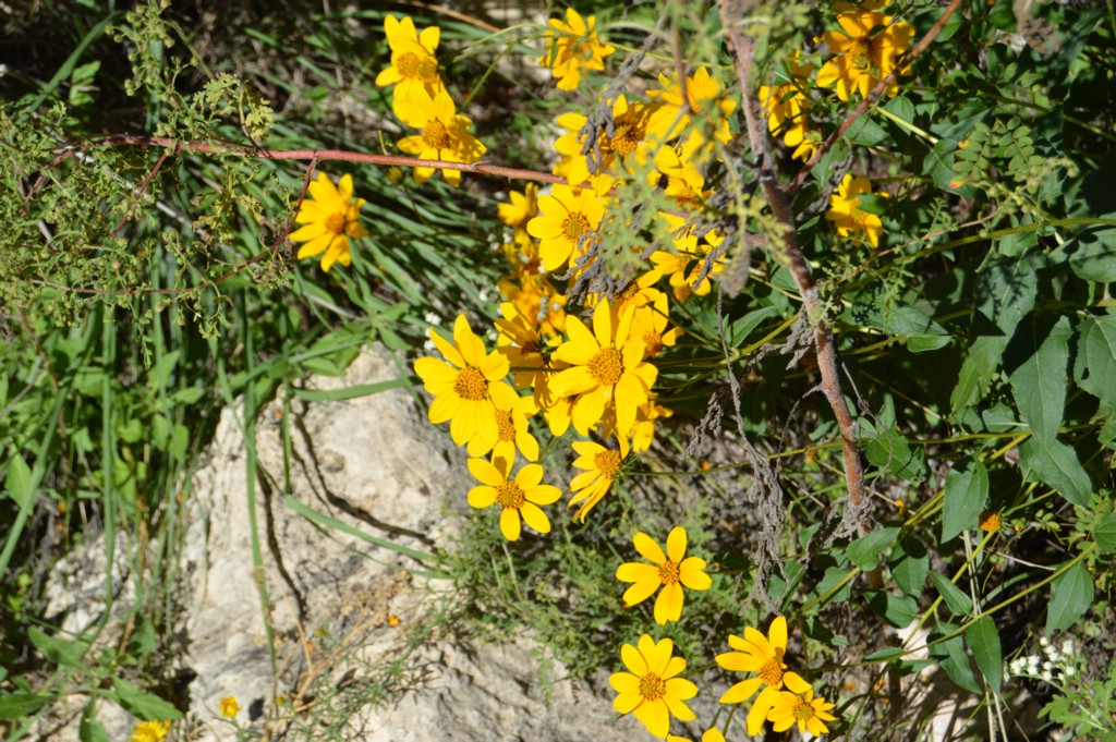 DSC_0015.JPG