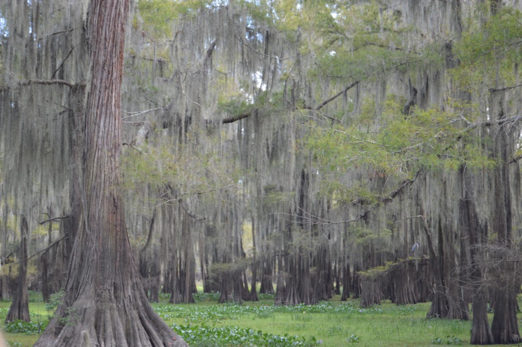 DSC_0070.JPG