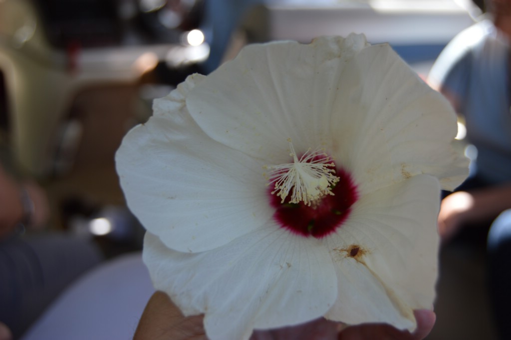 DSC_0083.JPG
