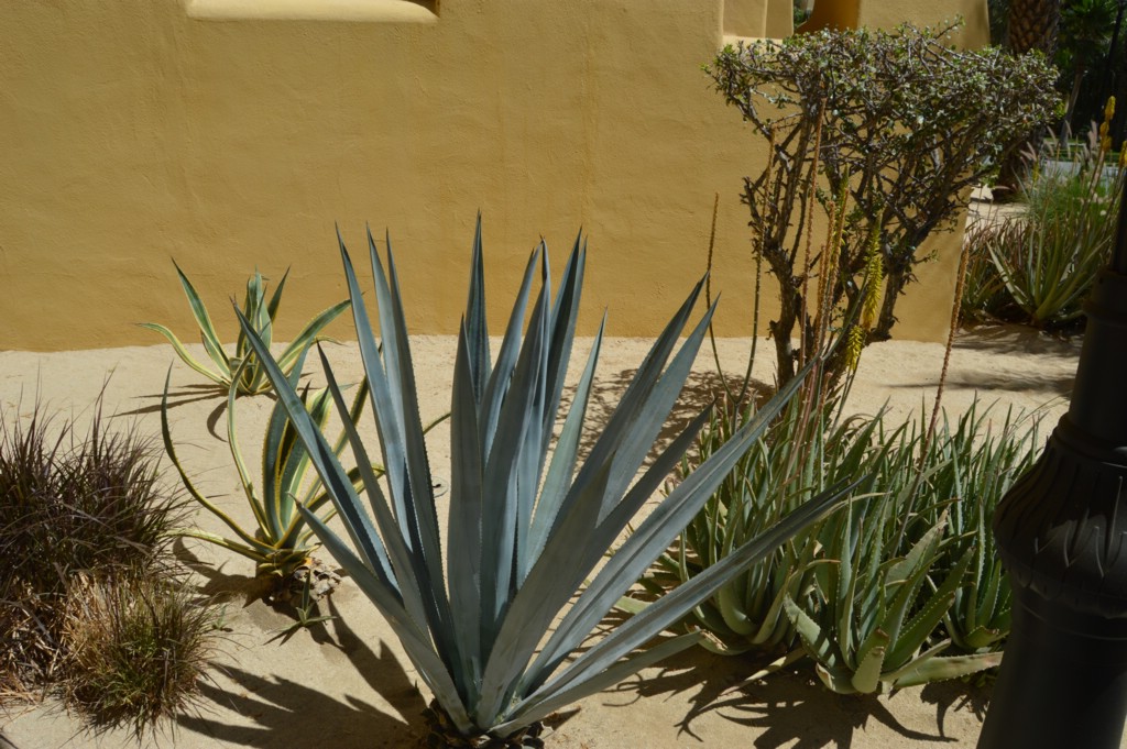DSC_0074.JPG