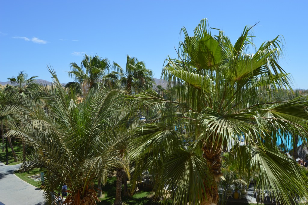 DSC_0087.JPG