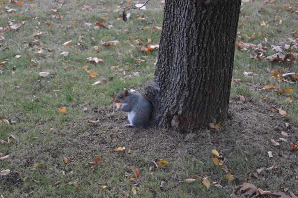 DSC_0034.JPG