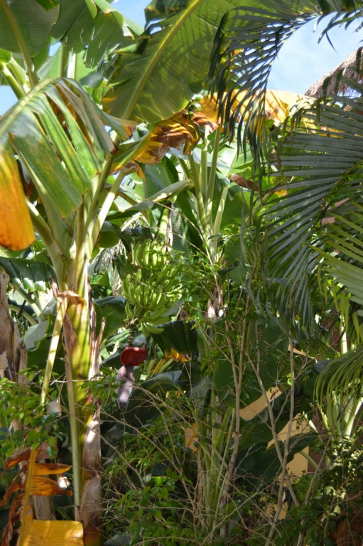 DSC_0052.JPG