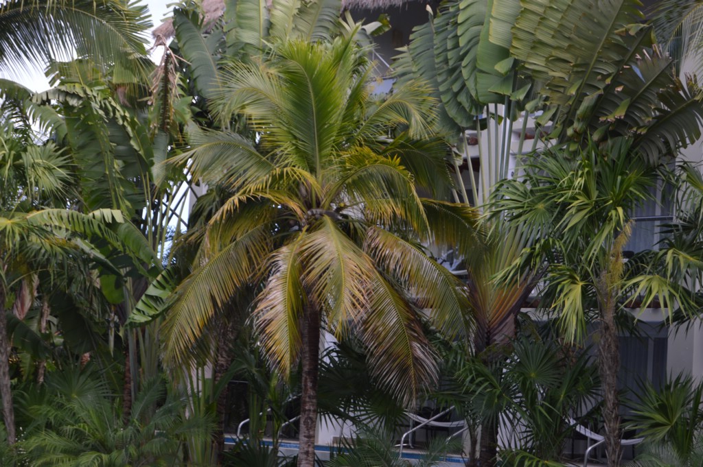 DSC_0060.JPG