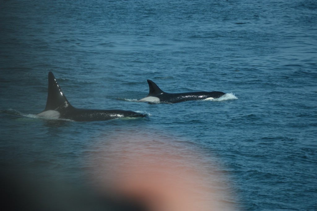 DSC_0044.JPG