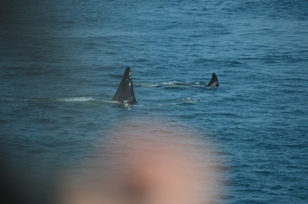 DSC_0045.JPG