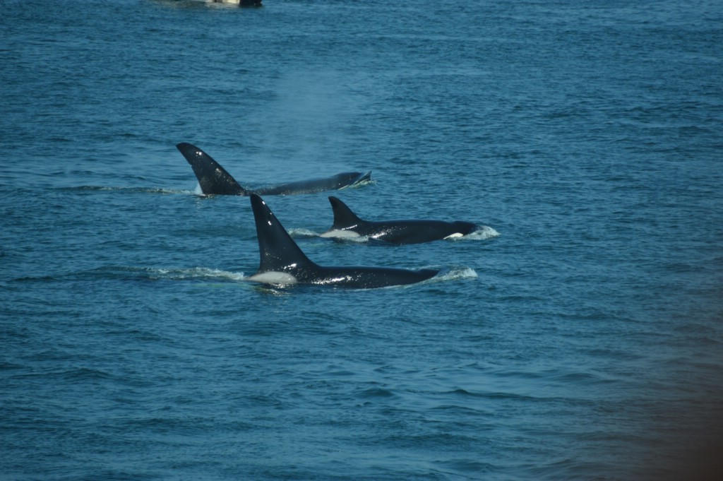 DSC_0048.JPG