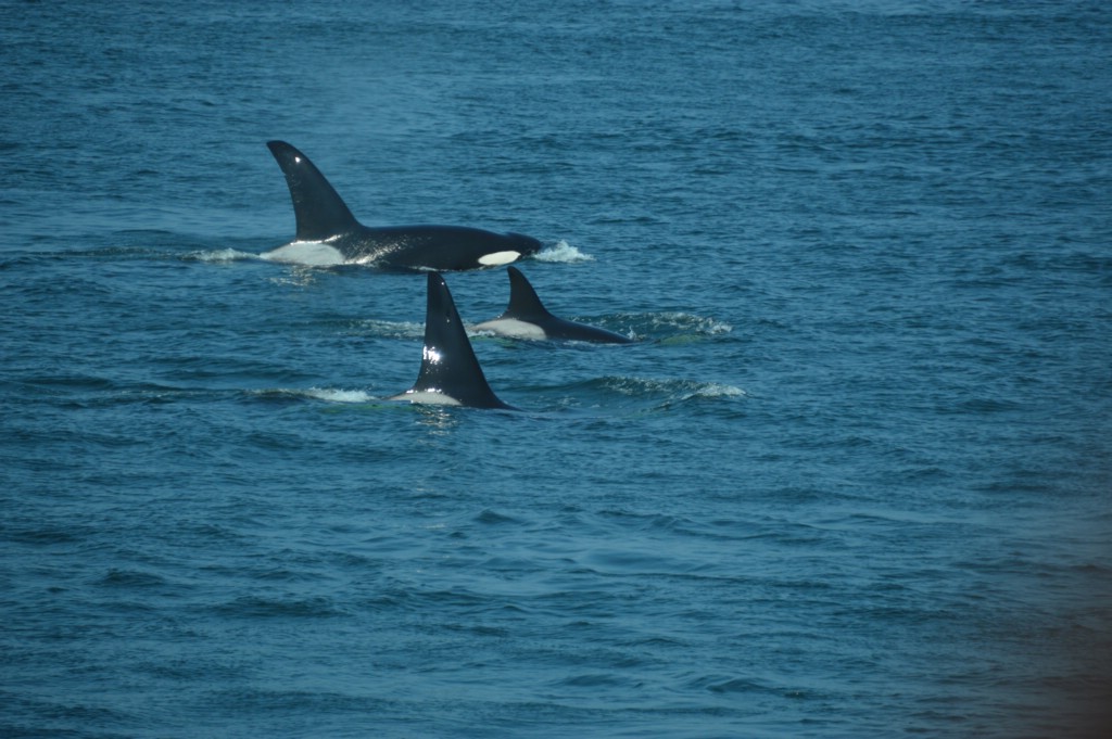 DSC_0049.JPG