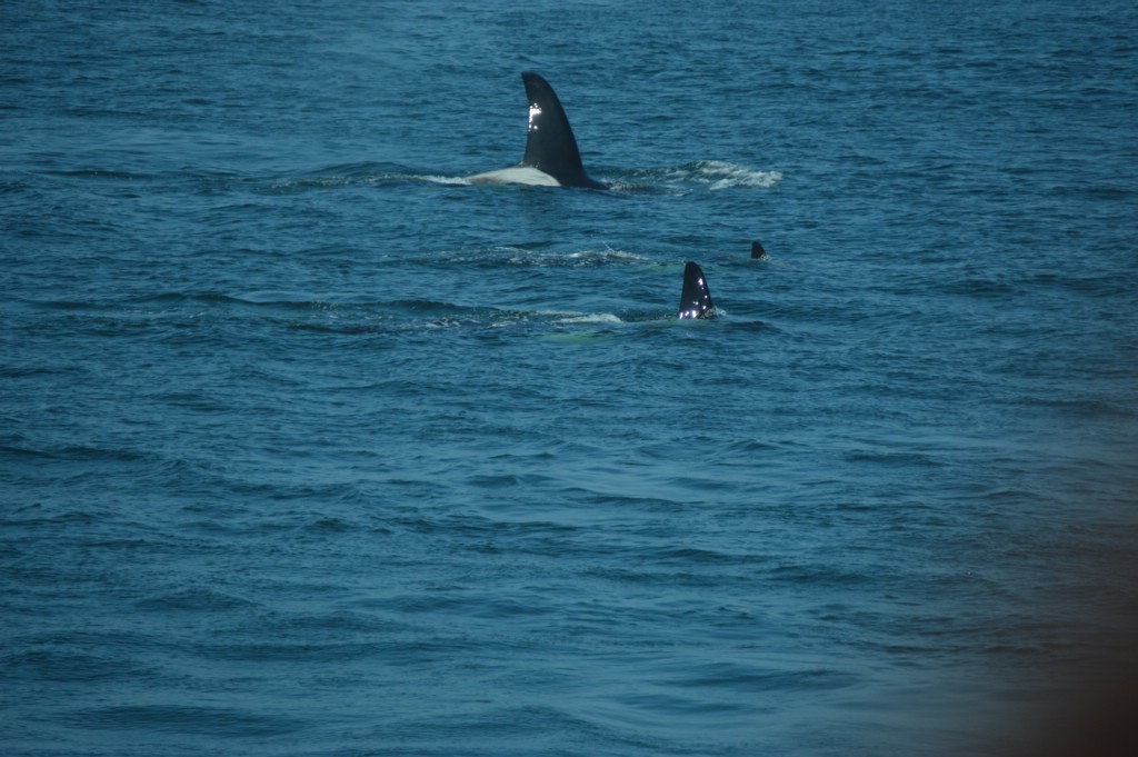 DSC_0050.JPG
