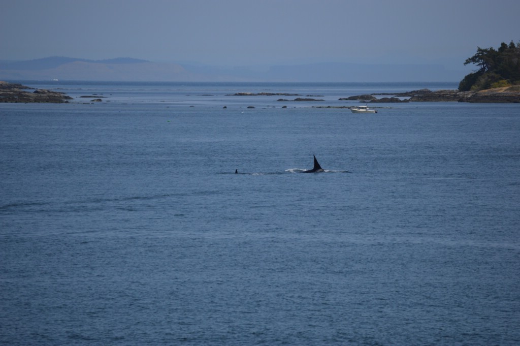 DSC_0053.JPG