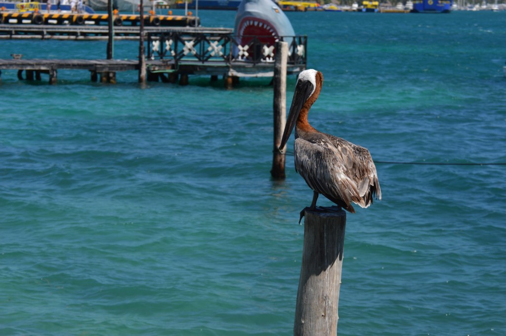 DSC_0003.JPG