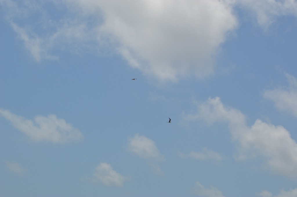 DSC_0066.JPG
