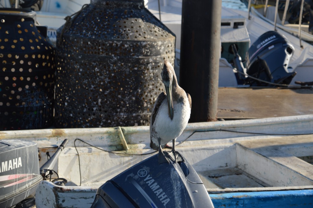 DSC_0003.JPG