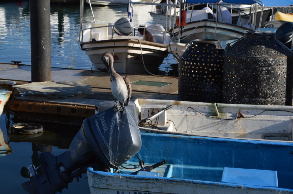 DSC_0006.JPG