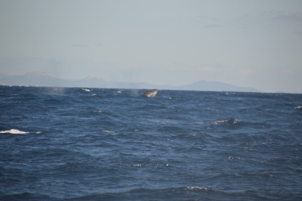 DSC_0033.JPG