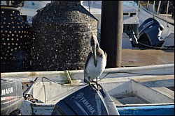 DSC_0003.JPG