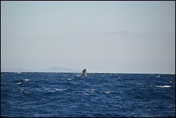 DSC_0029.JPG