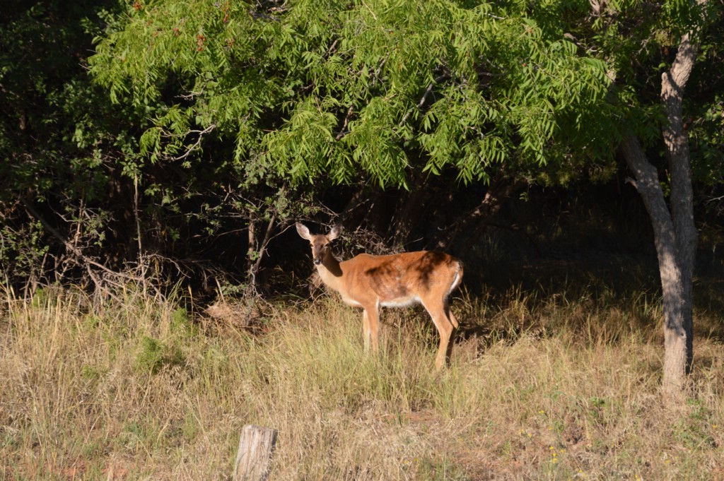 DSC_0020.JPG