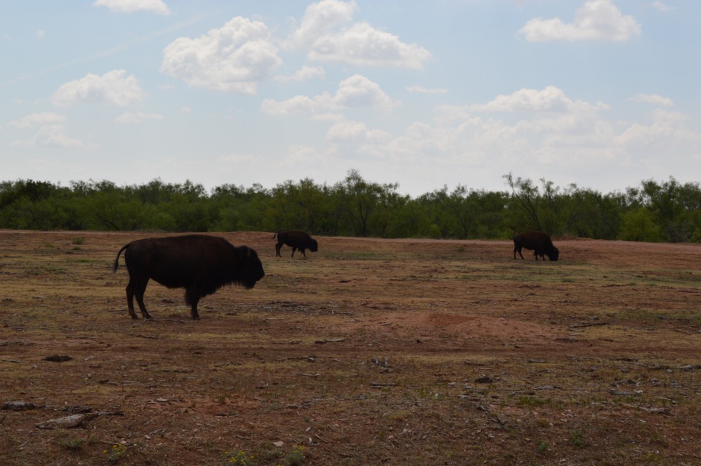 DSC_0065.JPG