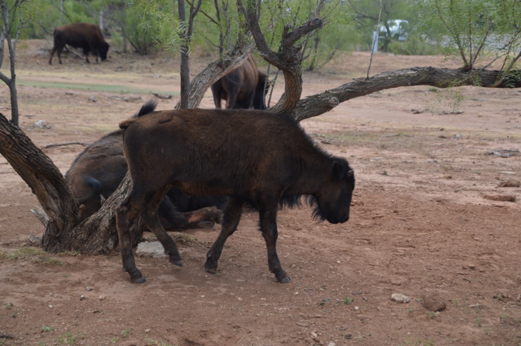 DSC_0067.JPG