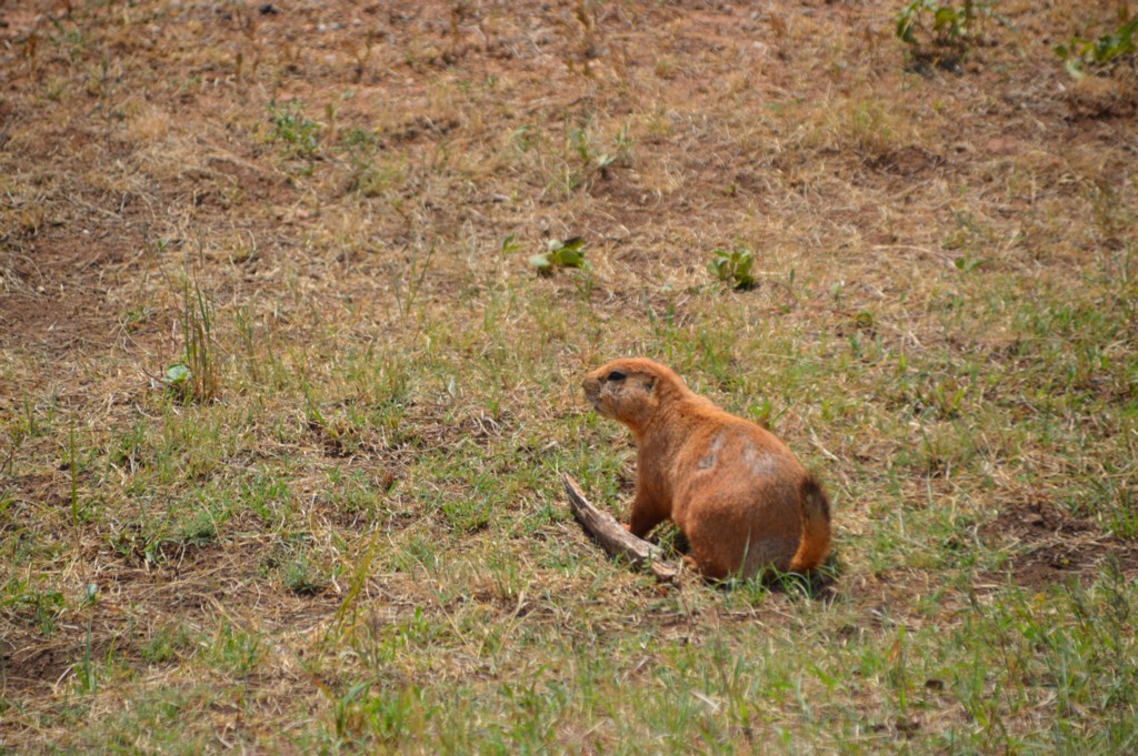 DSC_0069.JPG