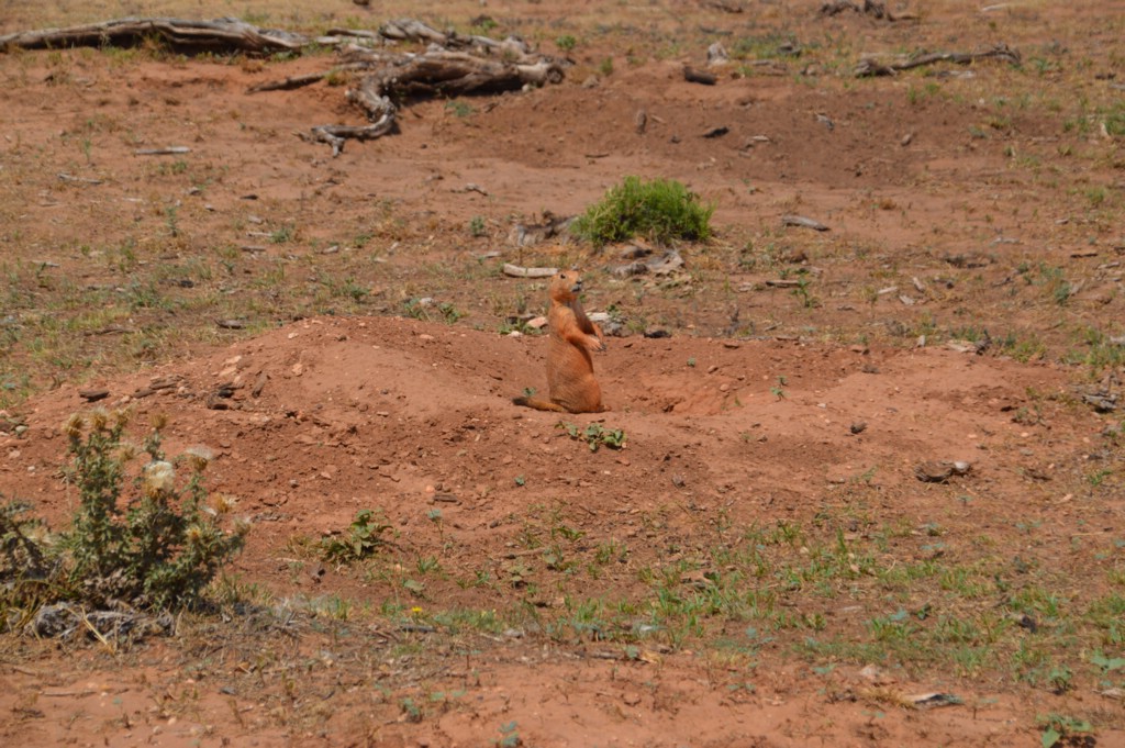 DSC_0070.JPG