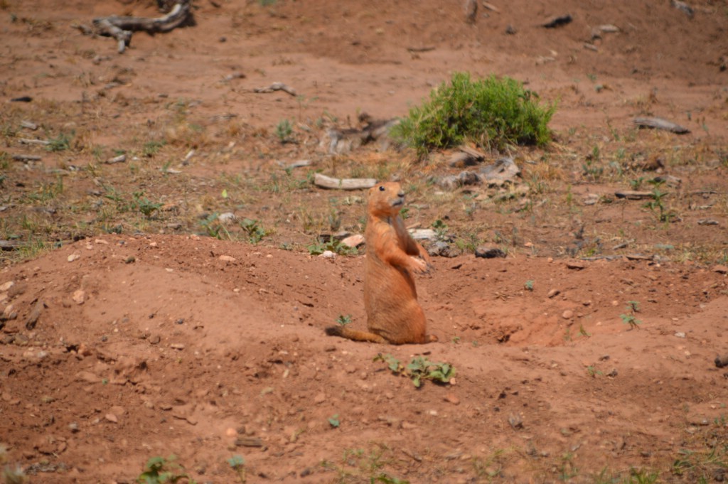 DSC_0071.JPG